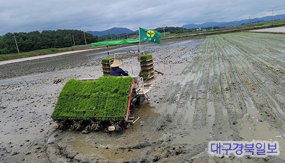 단북면, 저소득층 쌀 지원을 위한 모내기 진행
