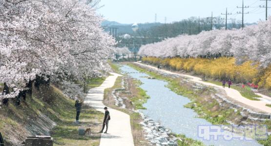 영주 1-1 내년 봄부터는 서천 산책길 이용 주민들이 걸어서 원당천 벚꽃을 구경할 수 있게 됐다 (원당천 하류 벚꽃).jpg