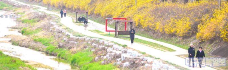 영주-1-2 지난 4월 벚꽃이 만개한 원당천 산책로 전경.jpg