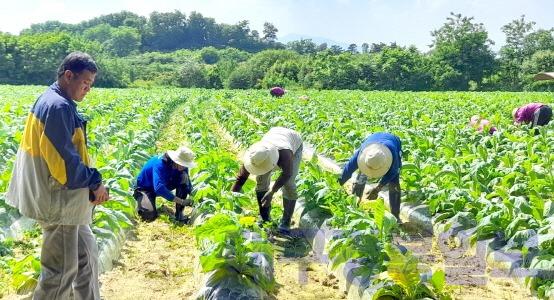 영주-3-1 영주시는 외국인 계절근로자 사업 참여 농가를 오는 26일까지 모집한다(농작업 모습).jpg
